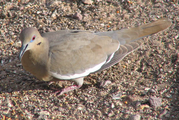  White-winged dove